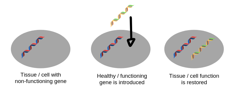 How AAV-mediated gene therapy works