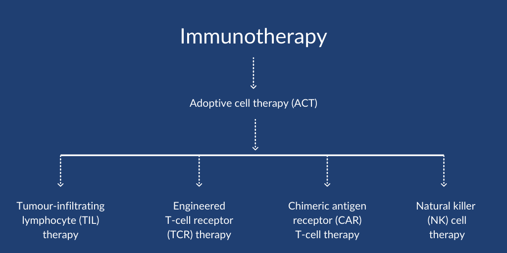 A basic diagram showing how CAR T-cell therapy fits under the immunotherapy umbrella.