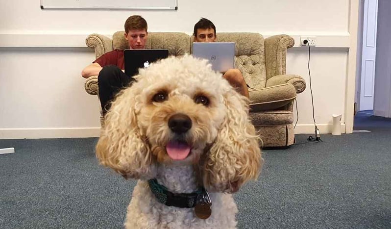 A photo of a dog with Marcos and Rory working in the background.