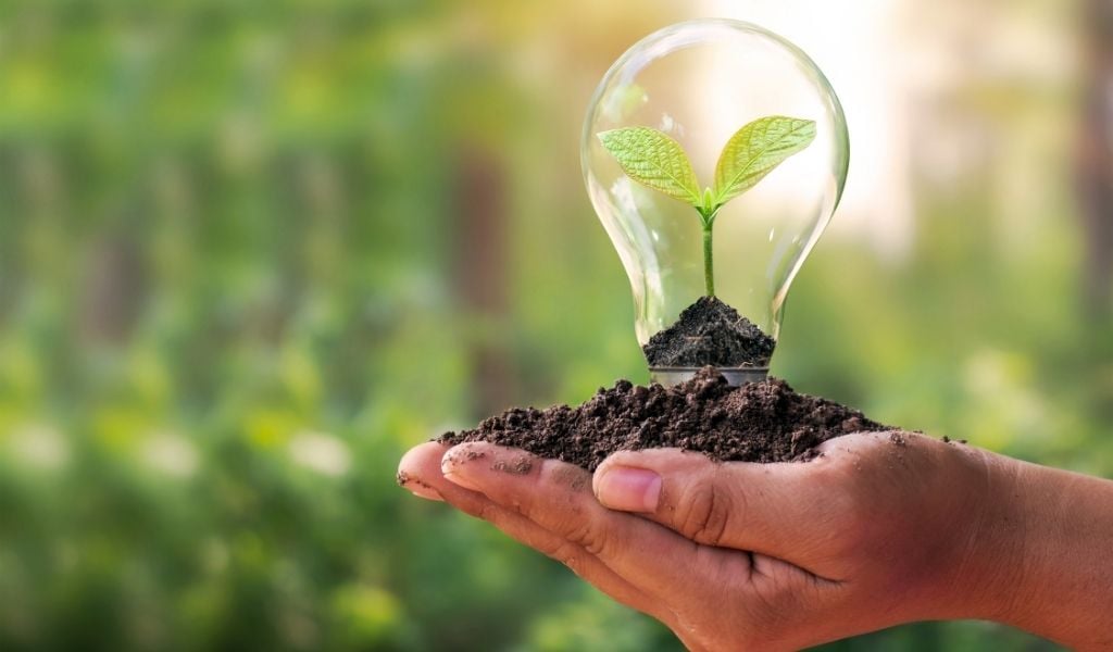 A small plant inside a light bulb in a person's hands