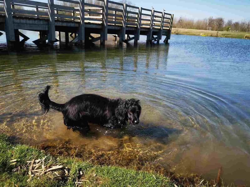 Dog in water near pier 