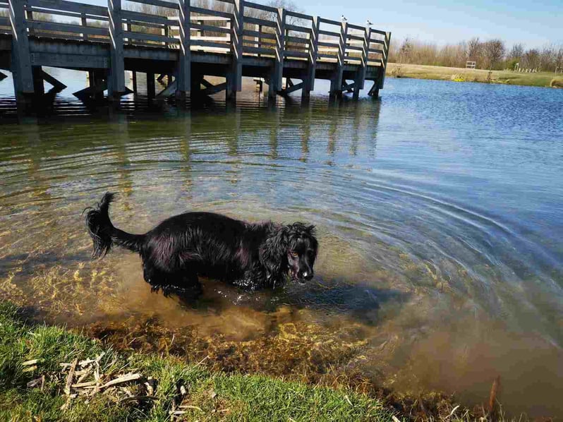 Dog in water near pier