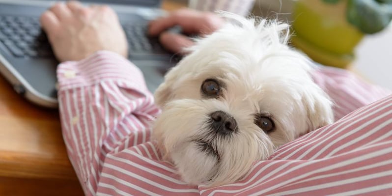 Dog in lap with laptop